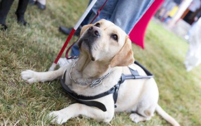 How To Stop People From Petting A Service Dog