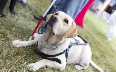 How To Stop People From Petting A Service Dog