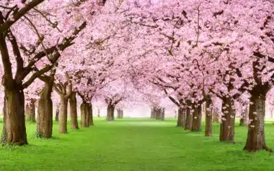 Celebrating Earth Day with your Parent